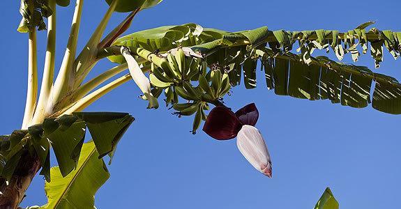 Appartamenti Le Pleiadi - Succhivo D'Ischia Sant'Angelo  Eksteriør bilde
